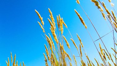 Bitkiler tahıl ailesinden. Kulakları mavi gökyüzü.