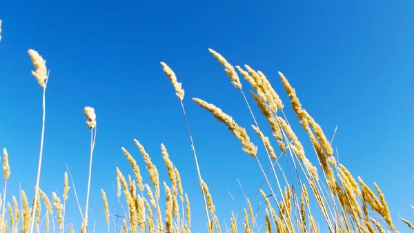 穀物の家族からの植物 青空に耳 — ストック写真