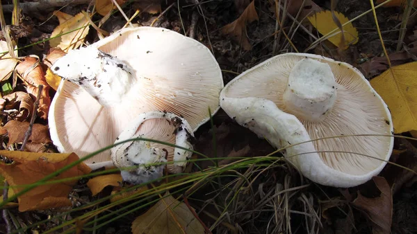 White Mushrooms Grass Mushroom Season — Stock Photo, Image