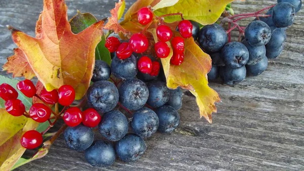 Chokeberry Preto Fresco Viburnum Vermelho Com Folhas Fundo Madeira — Fotografia de Stock