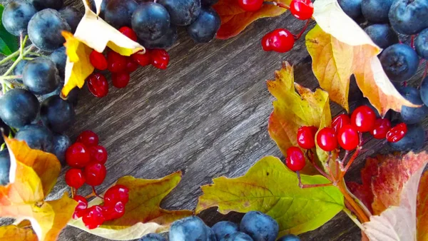 Chokeberry Preto Fresco Viburnum Vermelho Com Folhas Fundo Madeira — Fotografia de Stock
