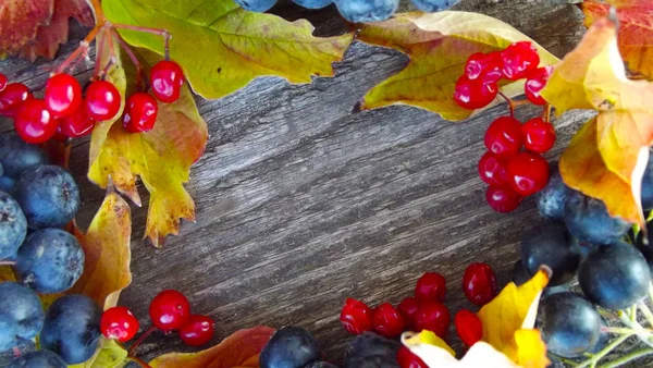 Frische Schwarze Preiselbeere Und Rotes Viburnum Mit Blättern Auf Holzgrund — Stockfoto