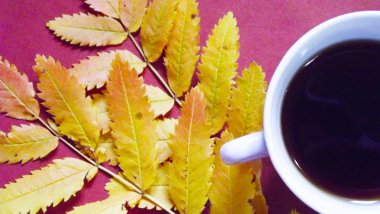 Bir fincan güzel kokulu çay ve pembe bir arka plan üzerinde sarı sonbahar yaprakları.