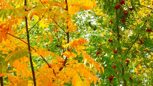 Pintoresco Paisaje Forestal Bayas Rowan Rojo Hojas Amarillas — Foto de Stock