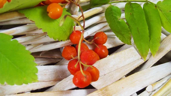 Useful Tasty Red Rowan Wicker Basket — Stock Photo, Image