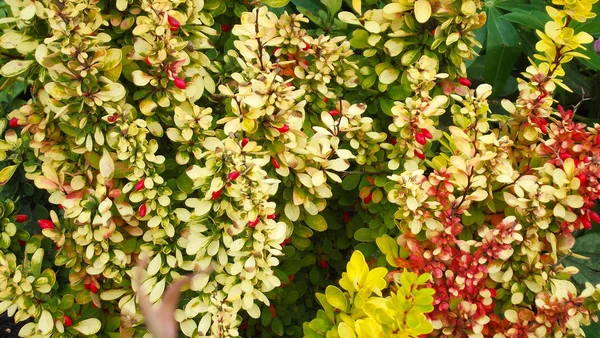 Beautiful barberry in the fall in the garden.