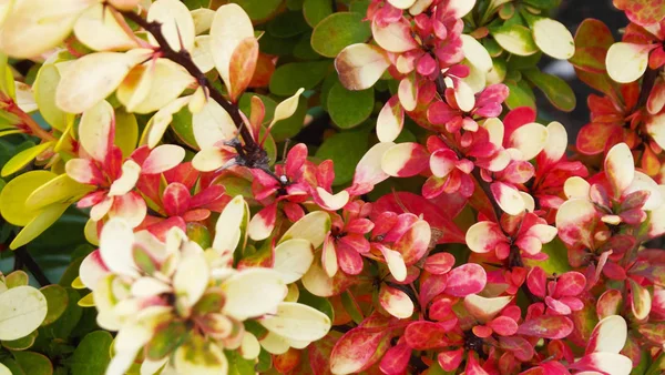 Schöne Berberitze Herbst Garten — Stockfoto