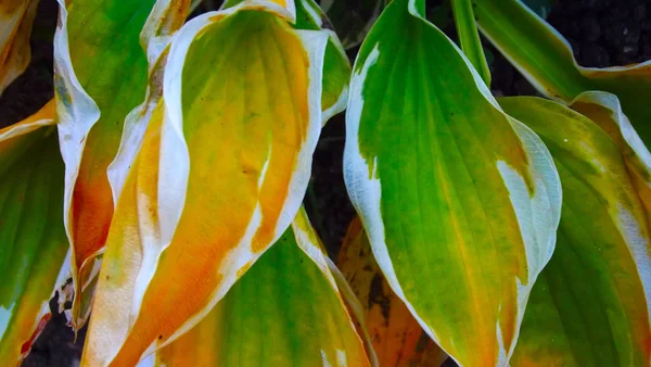 Wunderschöner Khosta Herbst Auf Einem Beet Garten — Stockfoto