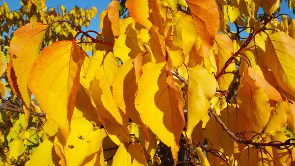 Boom Met Gele Bladeren Blauwe Lucht Achtergrond — Stockfoto