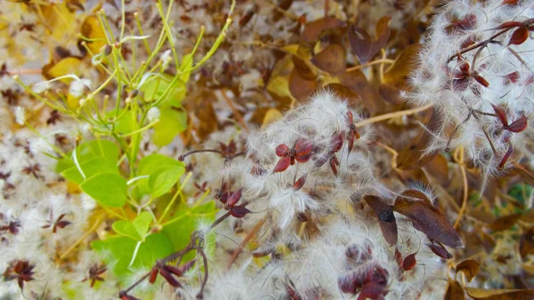 Wspinaczkowa Roślina Clematis Biały Jesienią Nasiona Puch — Zdjęcie stockowe