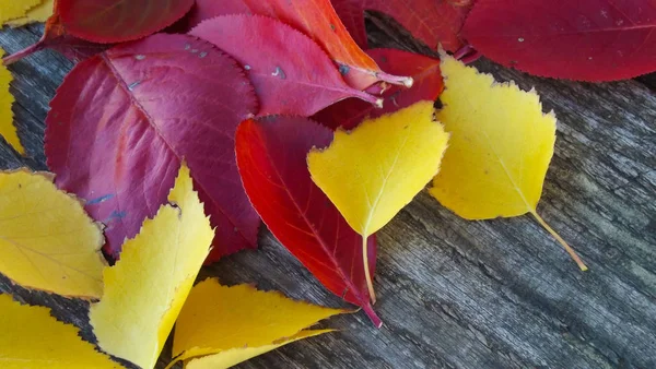 Schöne Herbstblätter Auf Holzgrund — Stockfoto