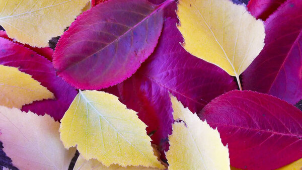 Abstract background of colorful autumn leaves.