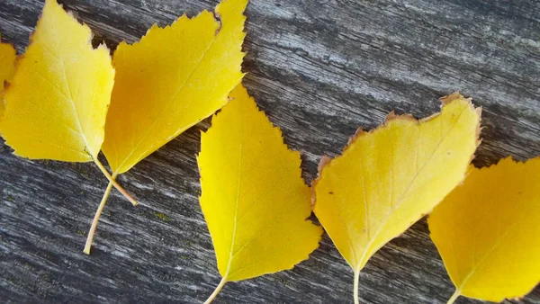 Schöne Herbstblätter Auf Holzgrund — Stockfoto