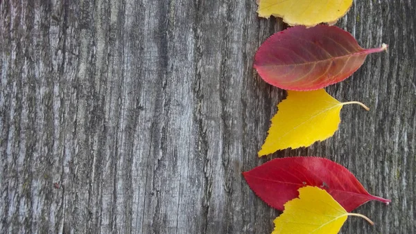 Schöne Herbstblätter Auf Holzgrund — Stockfoto