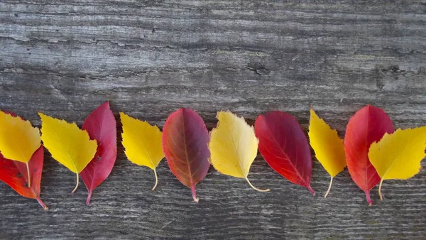 Schöne Herbstblätter Auf Holzgrund — Stockfoto