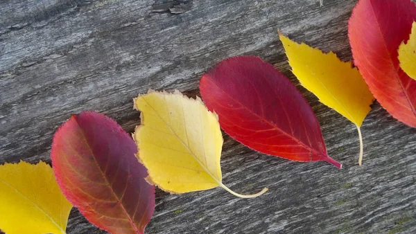 Schöne Herbstblätter Auf Holzgrund — Stockfoto