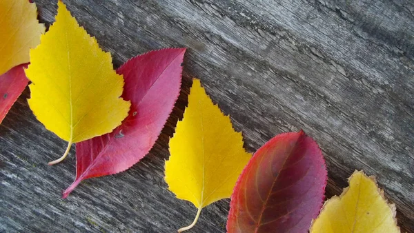 Schöne Herbstblätter Auf Holzgrund — Stockfoto