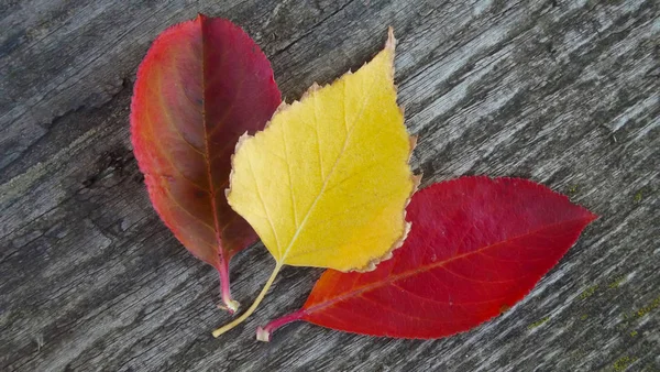 Hermosas Hojas Otoño Sobre Fondo Madera — Foto de Stock