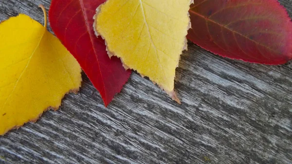 Schöne Herbstblätter Auf Holzgrund — Stockfoto