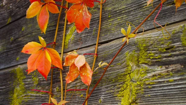 Schöne Kletterpflanze Herbst Einer Holzwand — Stockfoto