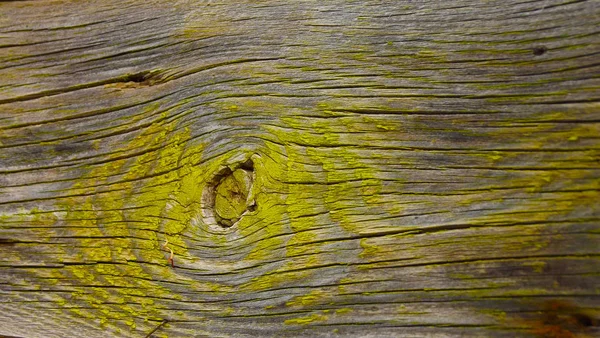 Beau Vieux Fond Bois Sur Mur Mousse Verte — Photo