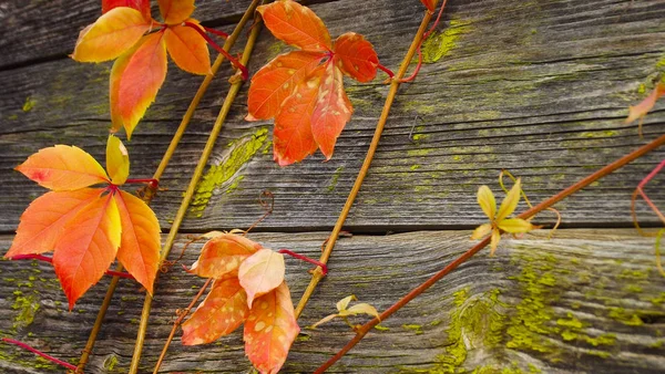 Schöne Kletterpflanze Herbst Einer Holzwand — Stockfoto