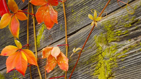 Mooie Klimmen Van Plant Herfst Een Houten Muur — Stockfoto