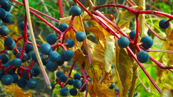 Blaue Trauben Herbst Einem Zweig — Stockfoto