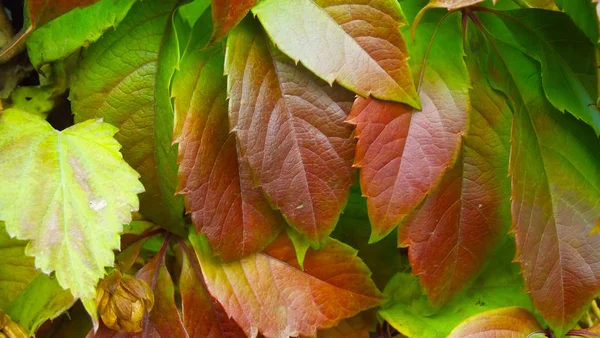 Pięknych Jesiennych Liści Naturalne Podłoże — Zdjęcie stockowe