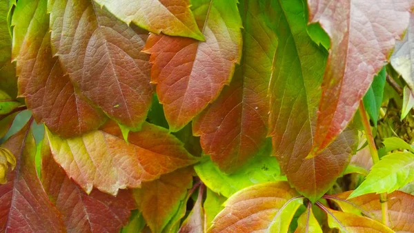Mooie Herfstbladeren Natuurlijke Achtergrond — Stockfoto