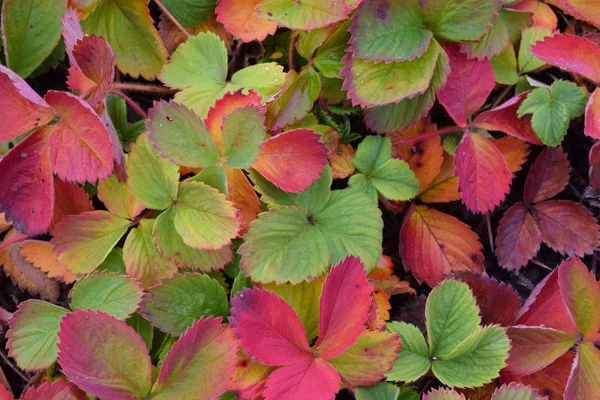 Beautiful Colorful Leaves Fall Strawberries Garden Garden — Stock Photo, Image