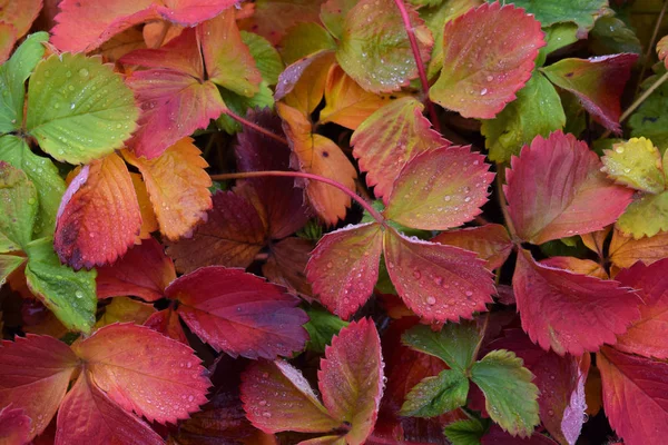 Mooie Kleurrijke Bladeren Herfst Aardbeien Tuin Tuin — Stockfoto