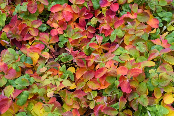 Piękne Kolorowe Liście Truskawek Jesień Ogrodzie Ogrodzie — Zdjęcie stockowe