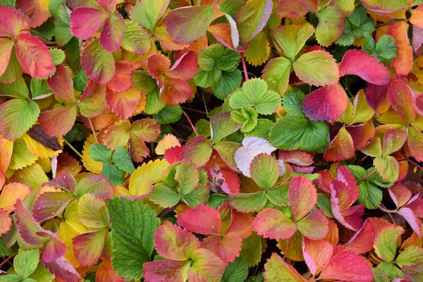 Schöne Bunte Blätter Herbst Erdbeeren Garten Garten — Stockfoto