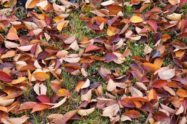 Fallen autumn leaves on the grass under the trees.