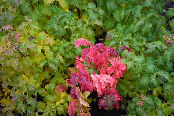 Hermosa Spirea Crispa Otoño Macizo Flores Jardín — Foto de Stock