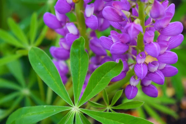 Beautiful Purple Lupin Flower Bed Garden — Stock Photo, Image