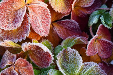 Frost'un üzerinde çilek bırakır. Geç sonbaharda.