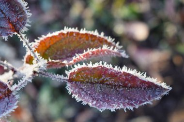 Frost'un bitkiler üzerinde. Geç sonbaharda.