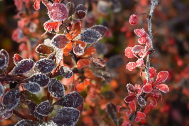 Kızamık bahçede çiçek yatakta Frost güzel dal.