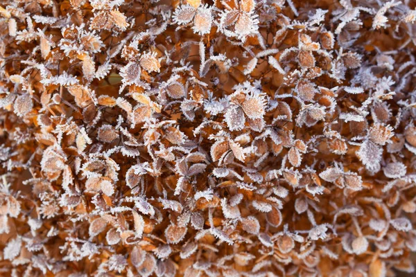 Frost on plants.Late autumn.