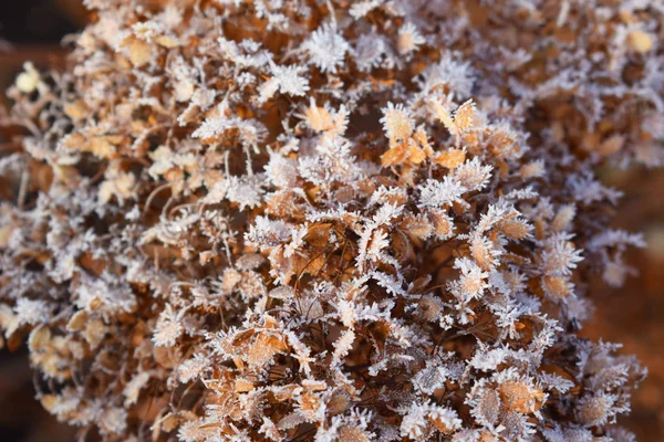 Frost on plants.Late autumn.