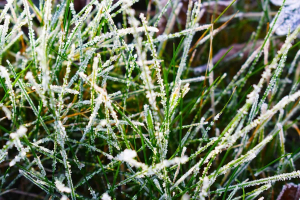 Frost Pada Rumput Hijau Akhir Musim Gugur — Stok Foto