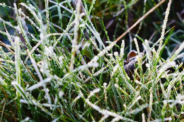 Frost Det Gröna Gräset Sent Hösten — Stockfoto