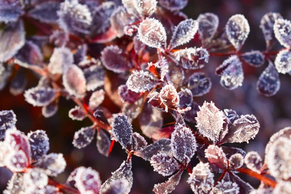 Beautiful sprigs of barberry in the frost on the flower bed in the garden.