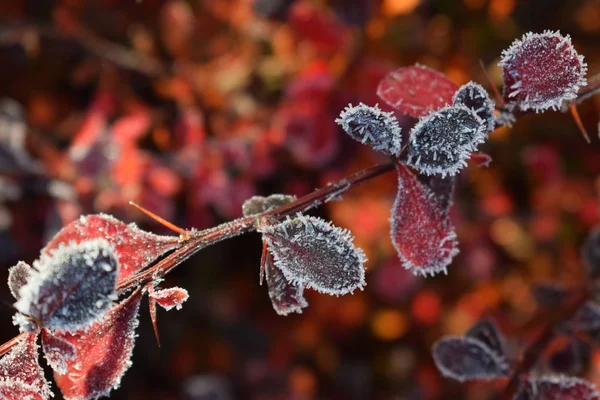 Beautiful sprigs of barberry in the frost on the flower bed in the garden.