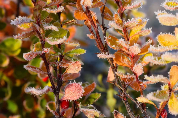 Beautiful sprigs of barberry in the frost on the flower bed in the garden.