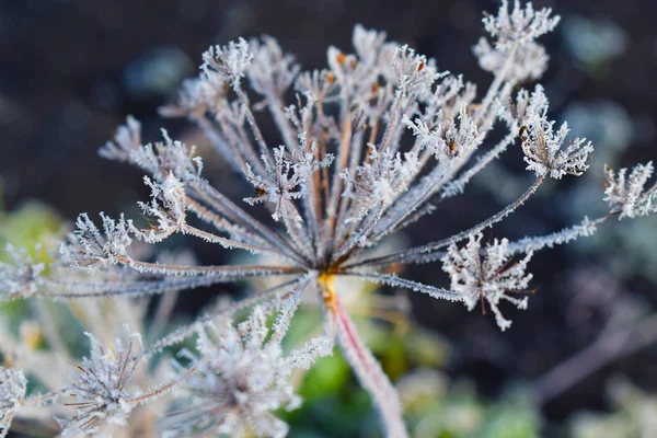 Frost Dry Umbrellas Dill Garden — Stock Photo, Image