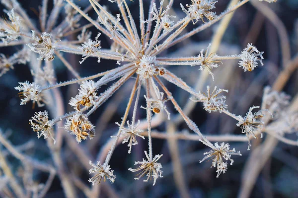 Frost Dry Umbrellas Dill Garden — Stock Photo, Image