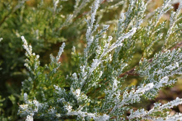 Frost Coniferous Plants Late Autumn — Stock Photo, Image